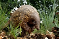 করোনার কালো থাবা, বিলুপ্তপ্রায় প্যাঙ্গোলিনের প্রতিশোধ নয় তো?