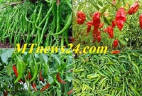 মরিচের কেজি ২ টাকা!