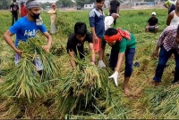 কৃষকের ধান কেটে বাড়ি তুলে দিলেন ছাত্রলীগ নেতাকর্মীরা