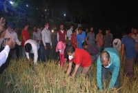 রাতে সুনামগঞ্জের হাওরে গিয়ে ধান কাটলেন ডিসি-ইউএনও-চেয়ারম্যান রাতে সুনামগঞ্জের হাওরে গিয়ে ধান কাটলেন ডিসি-ইউএনও-চেয়ারম্যান