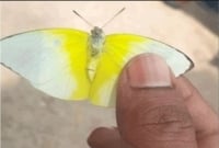 নওগাঁয় পঙ্গপালের মতো উড়ে আসছে ঝাঁকে ঝাঁকে অদ্ভুত পতঙ্গ!