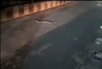লকডাউনে ফাঁকা রাস্তায় শঙ্খিনী সাপ লকডাউনে ফাঁকা রাস্তায় শঙ্খিনী সাপ