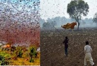 আরেকটি  ভ'য়াবহ বিপদ পঙ্গপাল ধে'য়ে আসছে ভারত ও বাংলাদেশের দিকে!