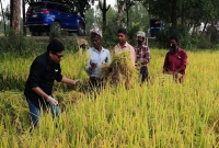 নাটোরের চলনবিলের কাঁদা-পানিতে নেমে ধান কাটলেন প্রতিমন্ত্রী পলক