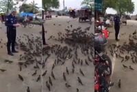 খাবারের জন্য পুলিশকে ঘে'রাও করলো পাখির ঝাঁক!