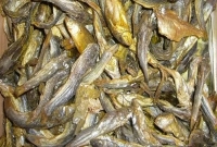 করোনায় নাকি দারুণ কাজ করছে এই শুঁটকি!