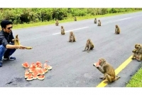 মানুষ না মানলেও মানছে অবলা পশুরা, সামাজিক দূরত্ব বজায় রেখে ফল খাচ্ছে বানর!