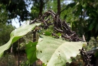 ভারত-মিয়ানমার হয়ে কক্সবাজারে ঢুঁকে পড়েছে পঙ্গপাল; দাবি কীট বিজ্ঞানীদের