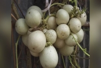 সত্যিই বিস্ময়কর, রাজশাহীতে দুই বোঁটায় ঝুলছে ৪৬ লাউ!