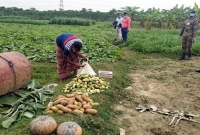 কৃষকদের আর্থিক ক্ষতি লাঘব করতে সরাসরি মাঠ থেকে সবজি কিনছে সেনাবাহিনী