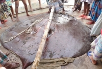 মেঘনায় জেলের জালে ১০ মণ ওজনের বিরল প্রজাতির ‘শাপলা পাতা’ মাছ