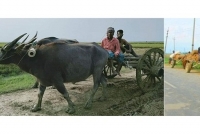 করোনায় ফিরে এলো ঐতিহ্যবাহী গরু-মহিষের গাড়ি করোনায় ফিরে এলো ঐতিহ্যবাহী গরু-মহিষের গাড়ি