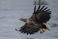 লকডাউনেই ব্রিটেনের আকাশে ২৪০ বছর পর ঘটল এই বিরল ঘটনা!