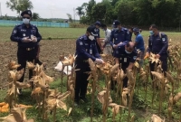 করোনা আক্রা'ন্ত ১৪ বছর বয়সী বালকের ফসল কেটে ঘরে তুলে দিল পুলিশ