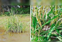 ডিম রয়েছে, আসছে নতুন জীবন! পাখির বাসা রেখেই তবে ধান কা'টলেন কৃষক