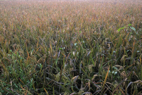  নজর কাড়া বেগুনি রঙের নতুন জাতের ‘সুন্দরী’ ধানের ব্যাপক ফলন