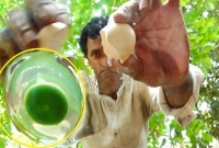 খামারে বিরল ডিমের সন্ধান, ডিম কিনতে ভিড় করছেন প্রচুর মানুষ! খামারে বিরল ডিমের সন্ধান, ডিম কিনতে ভিড় করছেন প্রচুর মানুষ!