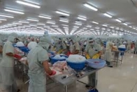 মাছ কারখানায় একজনের মাধ্যমে আ'ক্রা'ন্ত ৫৩৩ শ্রমিক!