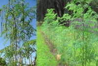 বিস্ময়কর এক গাছ, যার পাতার অলৌকিক গুণ