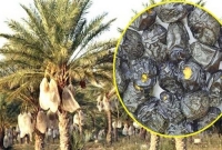 মহানবী (সাঃ) এর নিজ হাতে রোপণ করা আজওয়া খেজুর গাছের খেজুরে রয়েছে বিশেষ বরকত ও ফজিলত