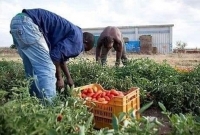 ইতালিতে ৬ লাখ অবৈধ অভিবাসীকে বৈধতা দেয়ার আইন পাস