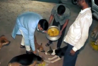 প্রতি রাতেই এমপির জন্য অপেক্ষা করে রাস্তার এই কুকুরগুলো