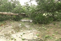 ঘূর্ণিঝড়ে লণ্ডভণ্ড রাজশাহী, একেবারে তছনছ আম বাগান 