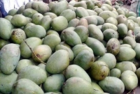  ‘সব ব্যবসায়ীরাই আমে বিষ দেয়, তাই আমিও দেই’