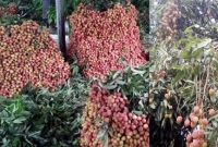 মুহুর্তেই শেষ ২০০ কোটি টাকার লিচু!