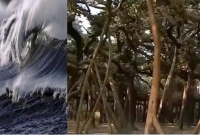  বয়স এখন ২৭০ বছর, ছিল গর্ব এবং বিশ্বের বৃহত্তম, অঘটনটা ঘটিয়ে দিল ঘূর্ণিঝড় আমফান 