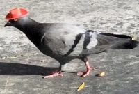  পাকিস্তানি ‘চর’ কবুতরের পায়ে আঁটা চিঠিতে কী আছে? রাতের ঘুম হারাম ভারতীয় পুলিশ কর্তাদের