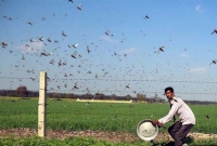 ভারতে পঙ্গপালের ভয়ঙ্কর হানায় ঘুম হারাম তিন রাজ্যে, চরম হুমকিতে ভারতের অর্থনীতি
