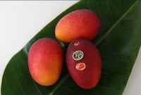 এই সেই আম, এক কেজি কিনতে গিয়ে অনেক ধনী ব্যক্তিও ঢোঁক গিলেন কারণ এটাই বিশ্বের সবচেয়ে দামি