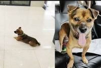 করোনায় মালিকের মৃত্যুর পরেও ৩ মাস হাসপাতালে তার ফেরার অপেক্ষা করতে থাকে প্রভু ভক্ত কুকুর