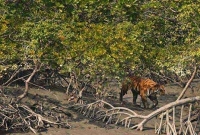 সুন্দরবনের 'সর্বনাশ' হয়ে গেছে