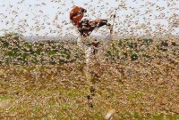 ৭ রাজ্যে পঙ্গপালের ভ'য়াবহ হা'না, দিশেহারা ভারত
