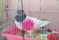 ভারতে আটক পাকিস্তানি কবুতর রহস্যের জট খুলেছে!