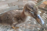  রংপুরে হাঁসের মাথায় অদ্ভূত ঘটনা, খবরটি ছ'ড়িয়ে পড়লে এলাকাজুড়ে চাঞ্চল্য