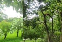 দীর্ঘসময় মানুষের পদচারণা নেই, গোটা সোহরাওয়ার্দী উদ্যান এখন সবুজ গালিচা