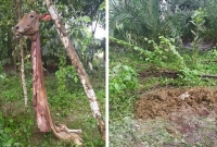 পরিবারের দৈনিক ব্যয় মিটানোর একমাত্র অবলম্বন দ্বিতীয় গাভীটির একই দশা করলো দুর্বৃ'ত্তরা