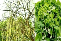 গ্রীষ্মকালীন এই সবজির কচিপাতা, ফুল ও ডাঁটার অবাক করা পাঁচ উপকার