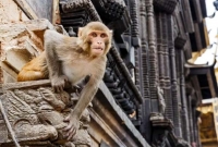 ভারতের উত্তরপ্রদেশে মাতলামির অভিযোগে বাঁদরের মৃত্যুদ'ণ্ড!