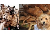 গ্রীষ্ম উদযাপনে চীনে ১৫ হাজার কুকুরকে জীবিত সেদ্ধ অথবা পু'ড়িয়ে হ'ত্যা করা হয়