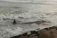 বিরল ঘটনা, সাগর থেকে কক্সবাজার সৈকতে উঠে এলো তিমি বিরল ঘটনা, সাগর থেকে কক্সবাজার সৈকতে উঠে এলো তিমি