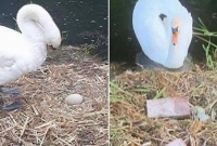 সন্তানদের মৃত্যু দেখে বেঁচে থাকার ইচ্ছেটুকুই হারিয়ে ফেলল এক মা হাঁস!