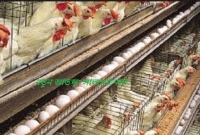 মুরগির মাধ্যমে ছড়াচ্ছে নতুন আত'ঙ্ক ‘সালমোনেলা’, ১ জন মা'রা যাওয়া সহ হাসপাতালে ৮৬ জন