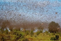 এবার ঝাঁকে ঝাঁকে পঙ্গপাল পৌঁছেছে উত্তর ভারতে, অগ্রসর হচ্ছে দিল্লির দিকে
