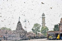 যা ভ'য় ছিল তাই ঘ'টল, করোনার মধ্যেই দিল্লি আ'ক্রমণ করলো কোটি কোটি পঙ্গপাল