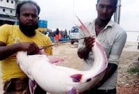 পদ্মা নদীতে ধ'রা পড়া ১৮ কেজি ওজনের বিশাল মাছটি বিক্রি হলো ২২ হাজার টাকায়