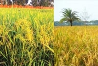 রেকর্ড ছাড়িয়ে ২০ বছরে সর্বোচ্চ আউশ ধানের ফলন রংপুরে